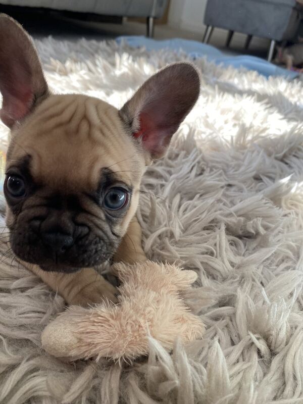 French Bulldog puppies for sale in Birmingham, West Midlands – 1 year old - Image 10 of 10