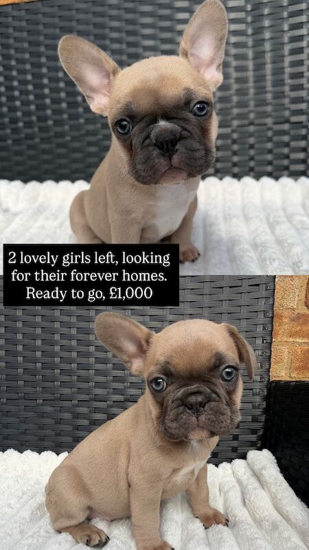 REDUCED & READY TO LEAVE - French Bulldog Puppies