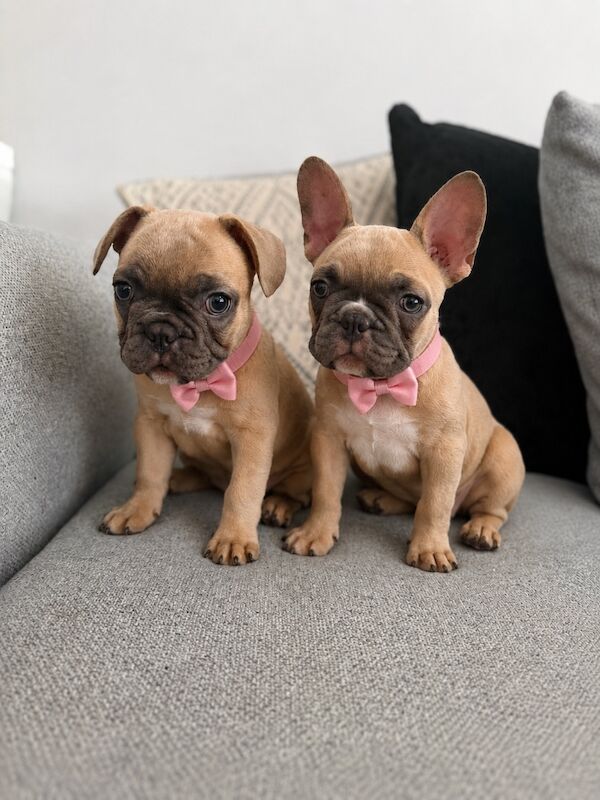 REDUCED & READY TO LEAVE - French Bulldog Puppies
