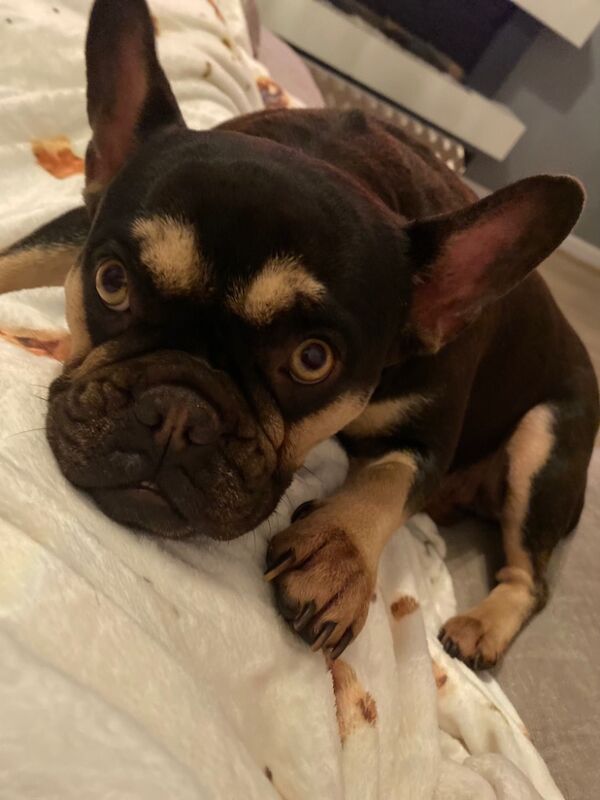 French Bulldog for adoption in Liverpool, Merseyside – KC registered, 3 years old