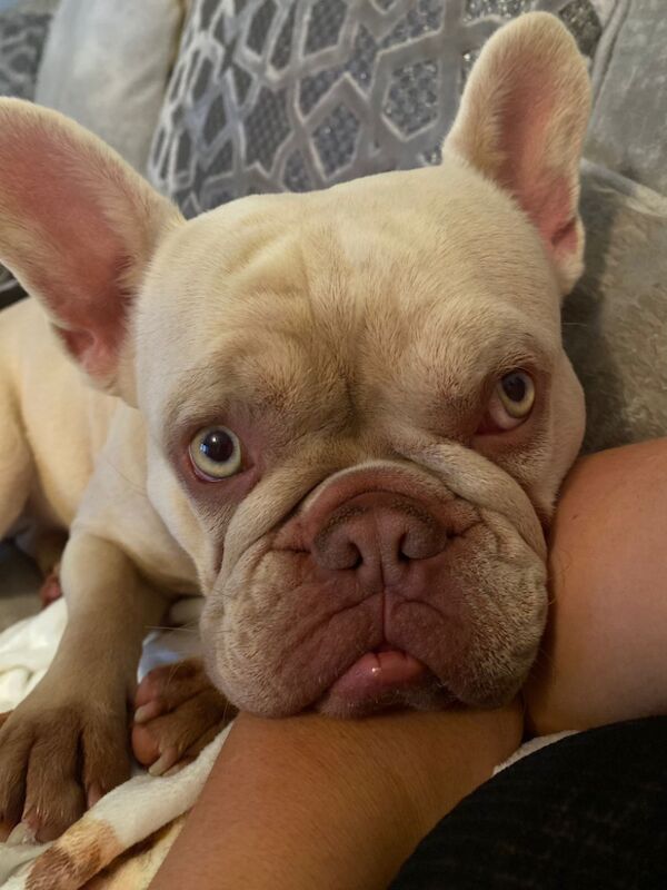 French Bulldog for adoption in Liverpool, Merseyside – KC registered, 3 years old - Image 2 of 6