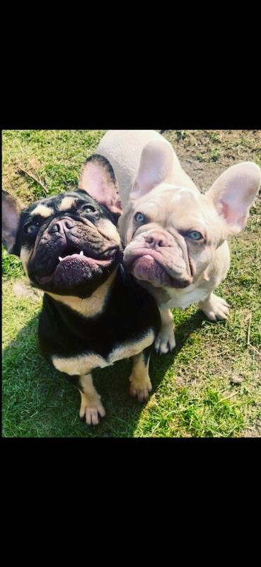 French Bulldog for adoption in Liverpool, Merseyside – KC registered, 3 years old - Image 3 of 6