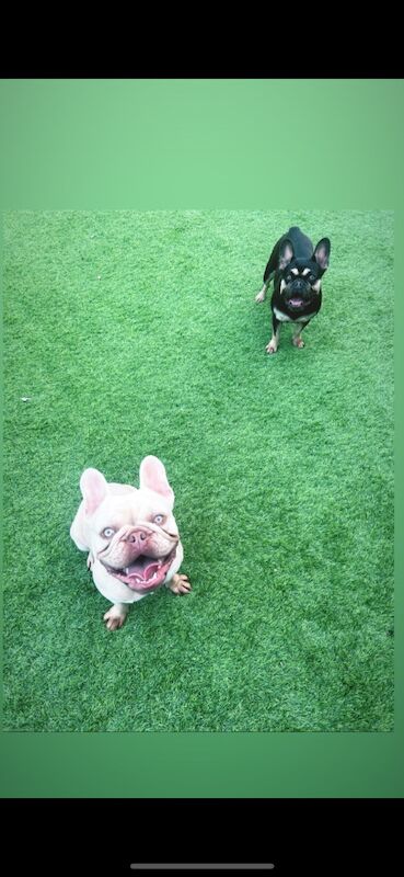 French Bulldog for adoption in Liverpool, Merseyside – KC registered, 3 years old - Image 4 of 6