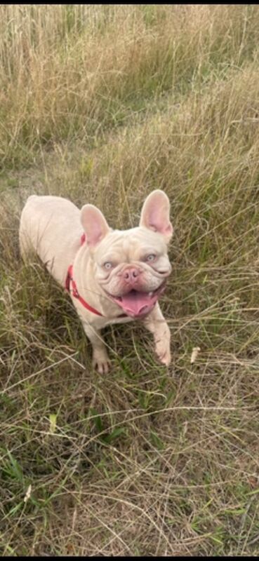 French Bulldog for adoption in Liverpool, Merseyside – KC registered, 3 years old - Image 6 of 6