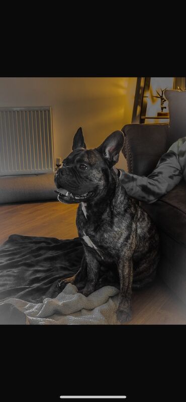 Rehome Tyson for sale in Warrington, Cheshire | Image 1