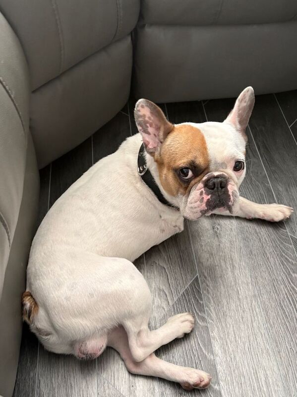 Rehoming french bulldog