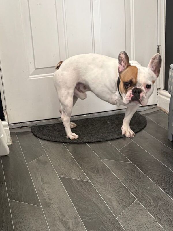 Rehoming french bulldog - Image 2 of 3