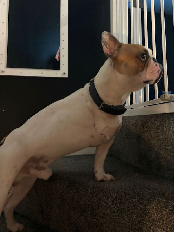 Rehoming french bulldog - Image 3 of 3