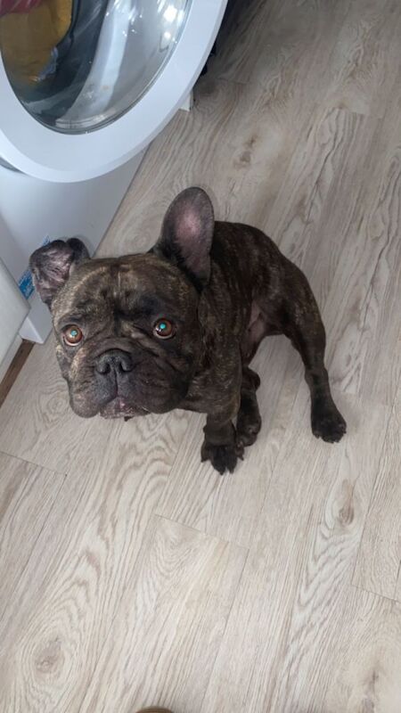 Rescue French bulldog for rehoming.