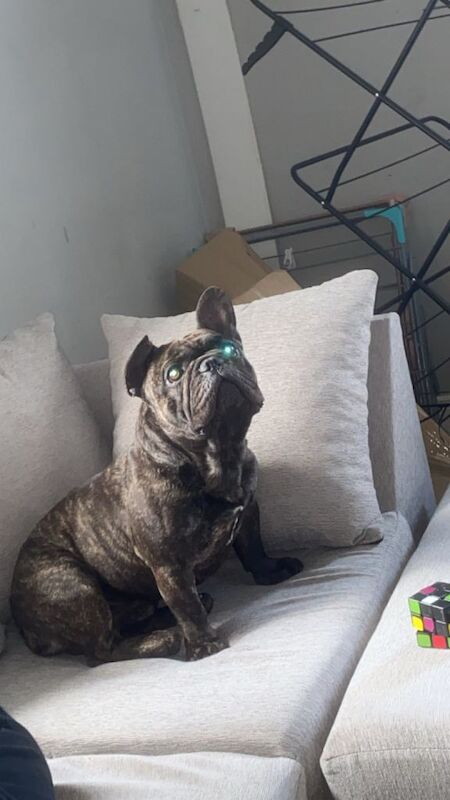 Rescue French bulldog for rehoming. - Image 2 of 3