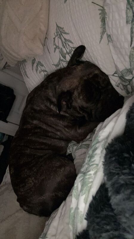Rescue French bulldog for rehoming. - Image 3 of 3