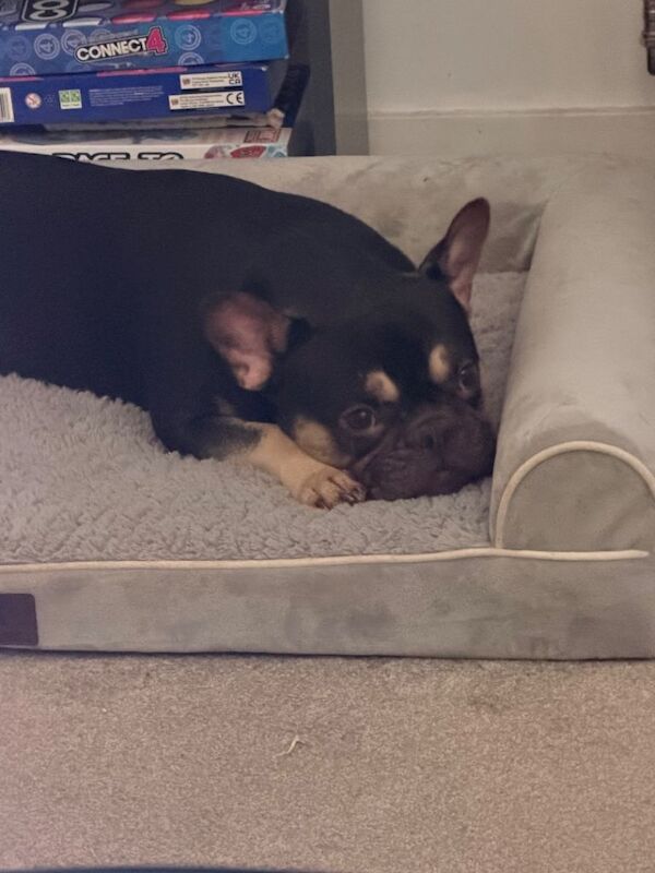 Rocco – Loving & Playful French Bulldog Looking for His Forever Home