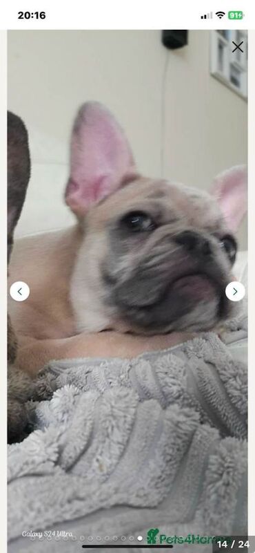 French Bulldog puppies for sale in Walton, Merseyside – 6 months old