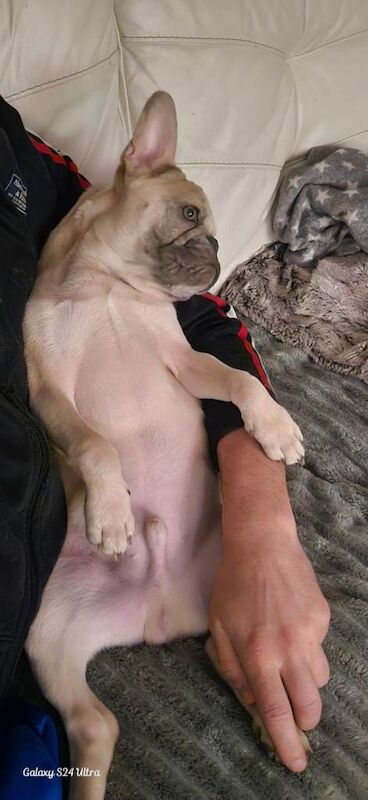 French Bulldog puppies for sale in Walton, Merseyside – 6 months old - Image 2 of 4