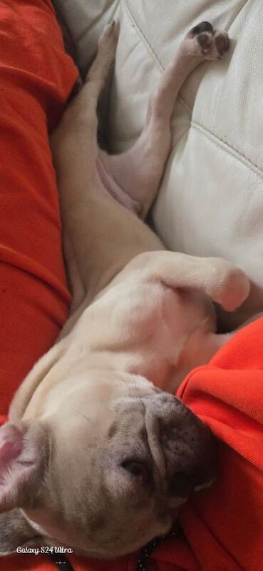 French Bulldog puppies for sale in Walton, Merseyside – 6 months old - Image 3 of 4