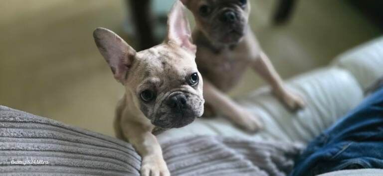 French Bulldog puppies for sale in Walton, Merseyside – 6 months old - Image 4 of 4