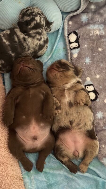 French Bulldog puppies for sale in Norwich, Norfolk – KC registered, 4 weeks old