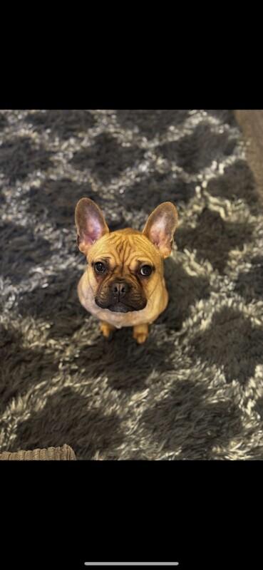French Bulldog puppies for sale in Bedworth, Warwickshire – 2 years old