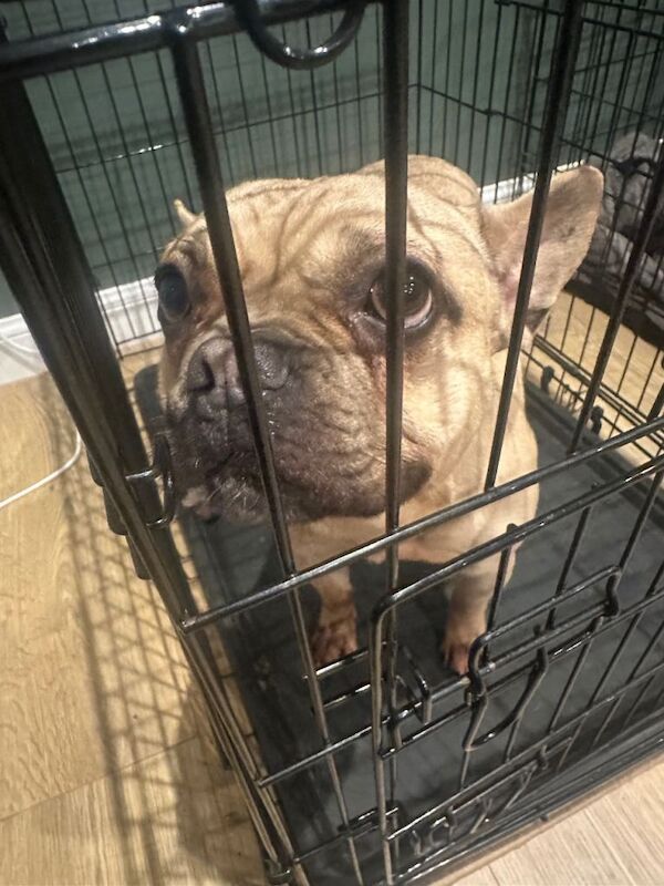 Romeo French Bulldog - Image 2 of 3