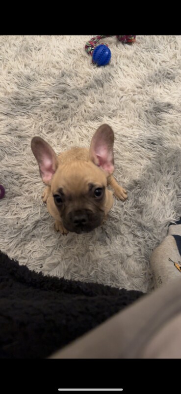 Romeo French Bulldog - Image 3 of 3