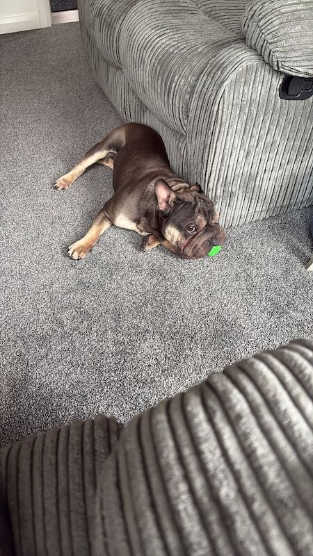 French Bulldog puppies for sale in Kingston upon Hull, East Riding of Yorkshire – 1 year old