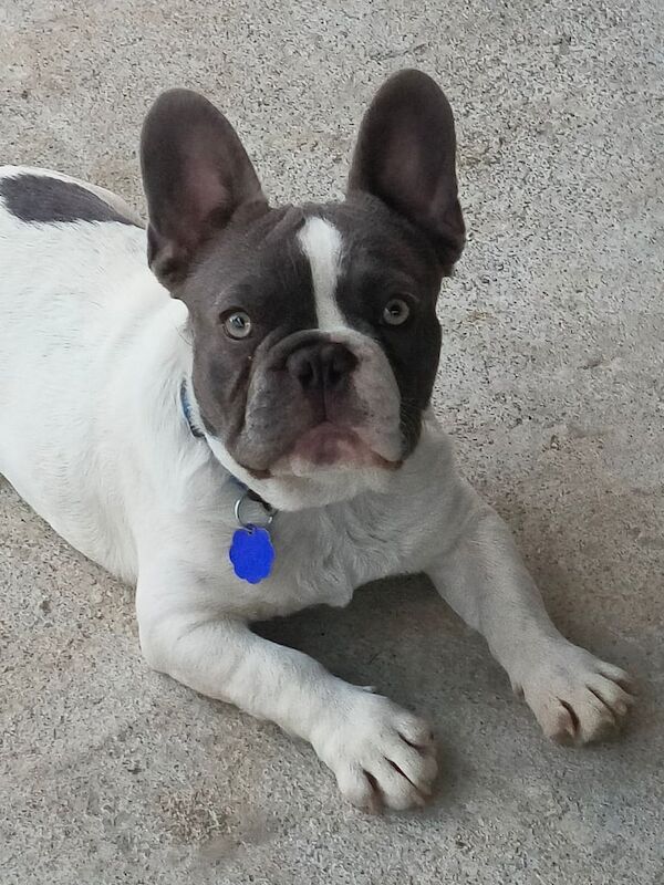 French Bulldog puppies for sale in Stockton-on-Tees, Durham – 7 months old