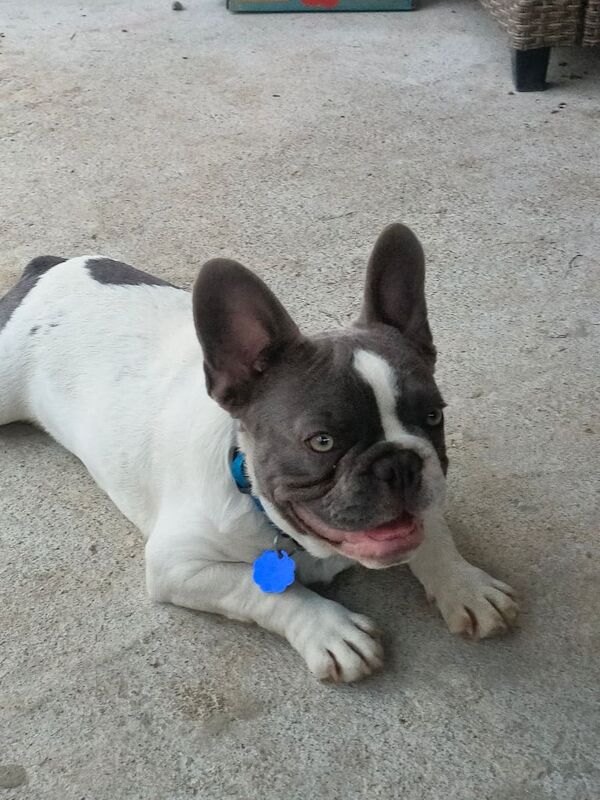 French Bulldog puppies for sale in Stockton-on-Tees, Durham – 7 months old - Image 3 of 3