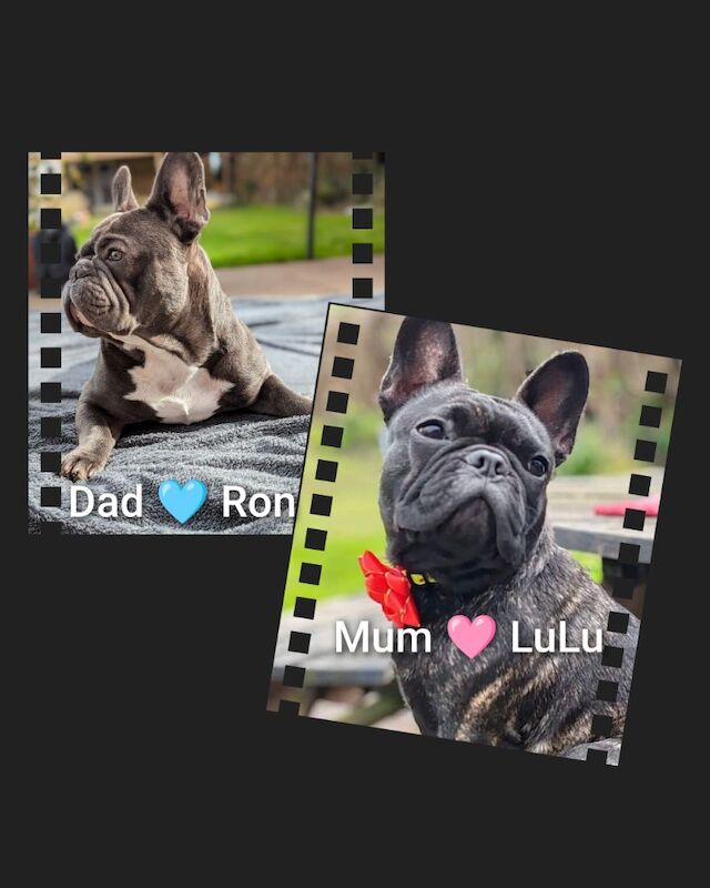 Sir Ron & Lady Lulu of Lincolnshire announce the arrival of their 4 purebred sons for sale in Lincoln, Lincolnshire
