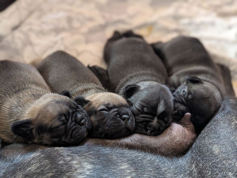 Sir Ron & Lady Lulu of Lincolnshire announce the arrival of their 4 purebred sons for sale in Lincoln, Lincolnshire | Image 3