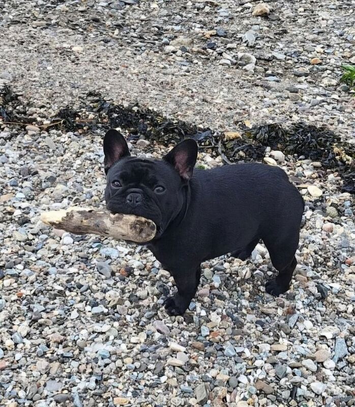 Standard Black Female