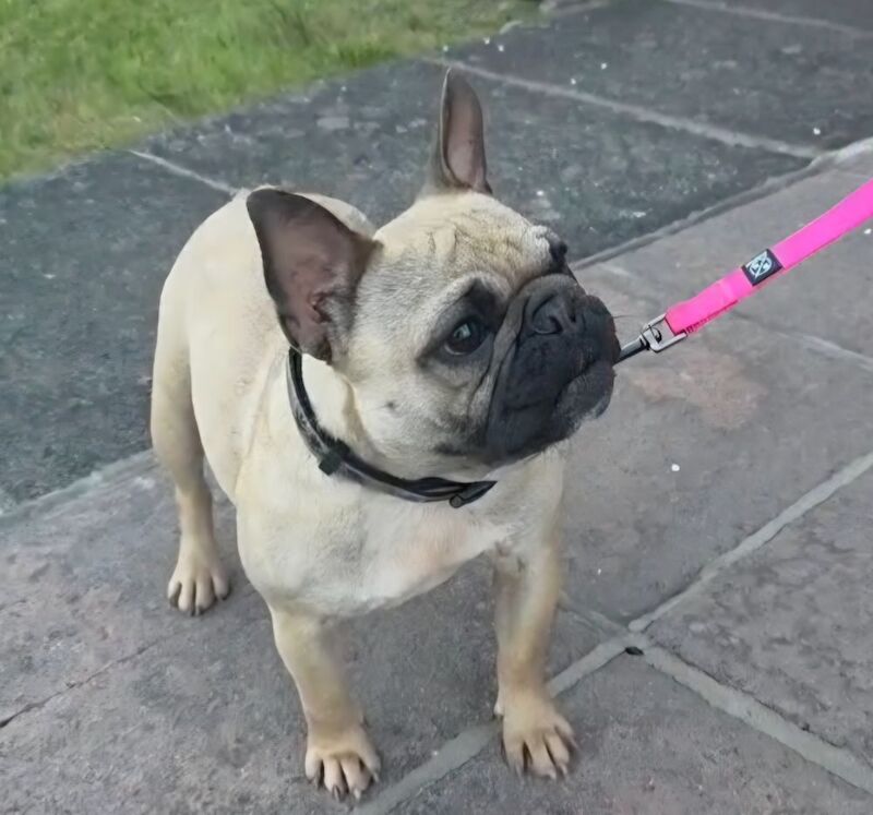 Standard Fawn Female
