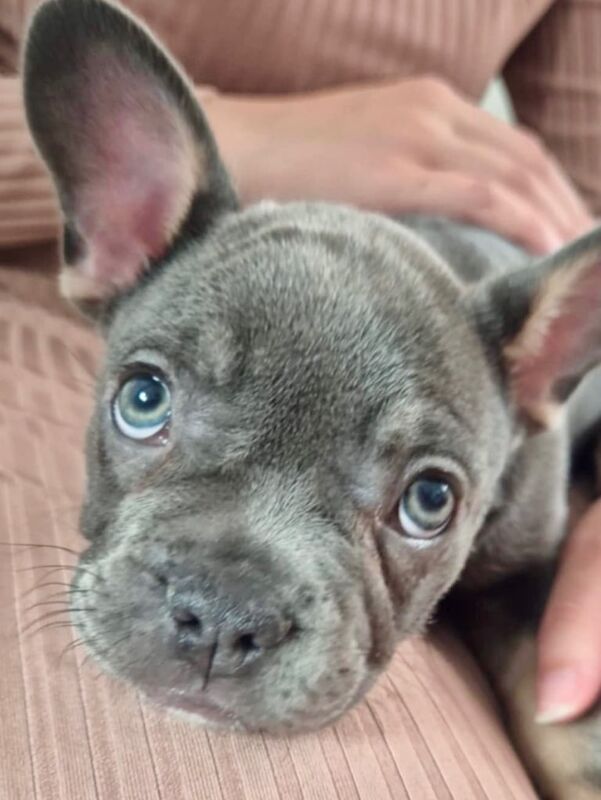 French Bulldog puppies for sale in Bolton, Greater Manchester – 8 weeks old - Image 2 of 3