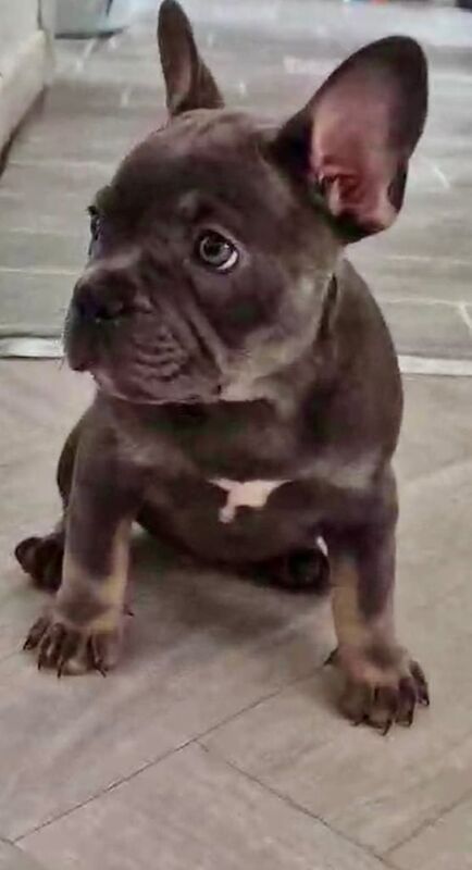 French Bulldog puppies for sale in Bolton, Greater Manchester – 8 weeks old - Image 3 of 3
