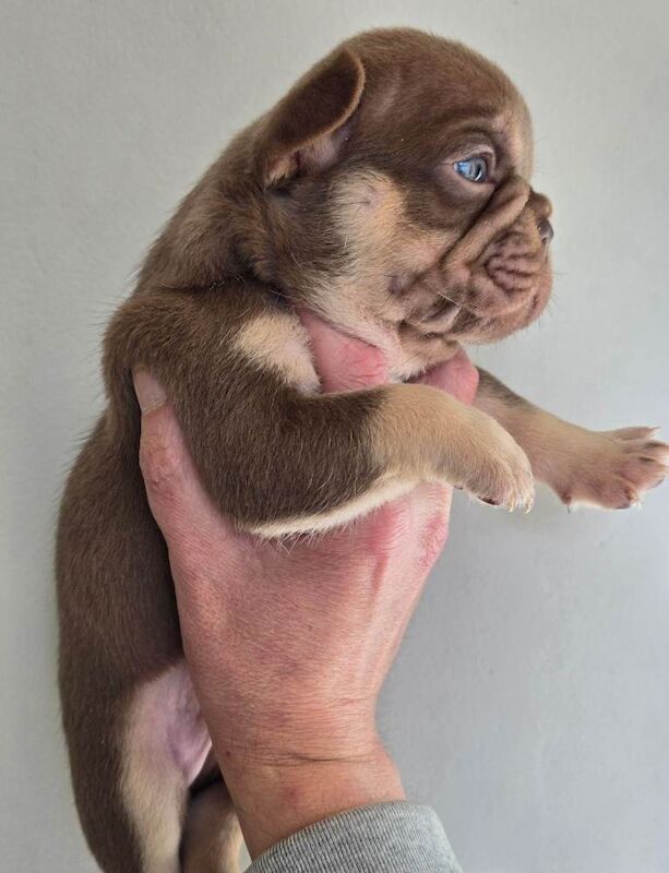 French Bulldog puppies for sale in Enniskillen, County Fermanagh – KC registered, 5 weeks old