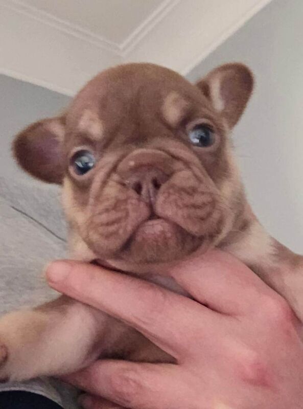 French Bulldog puppies for sale in Enniskillen, County Fermanagh โ KC registered, 7 weeks old - Image 2 of 4