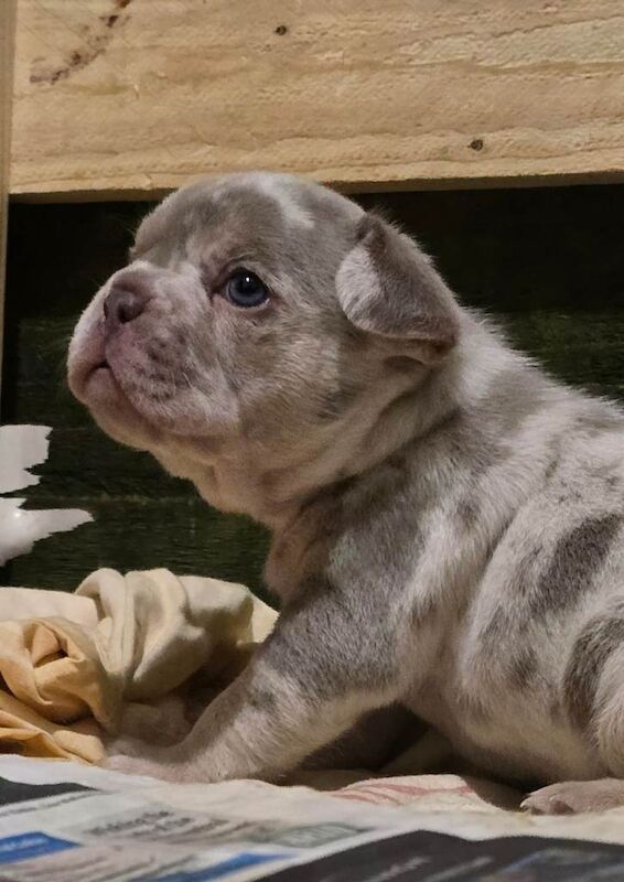 French Bulldog puppies for sale in Enniskillen, County Fermanagh โ KC registered, 7 weeks old - Image 4 of 4