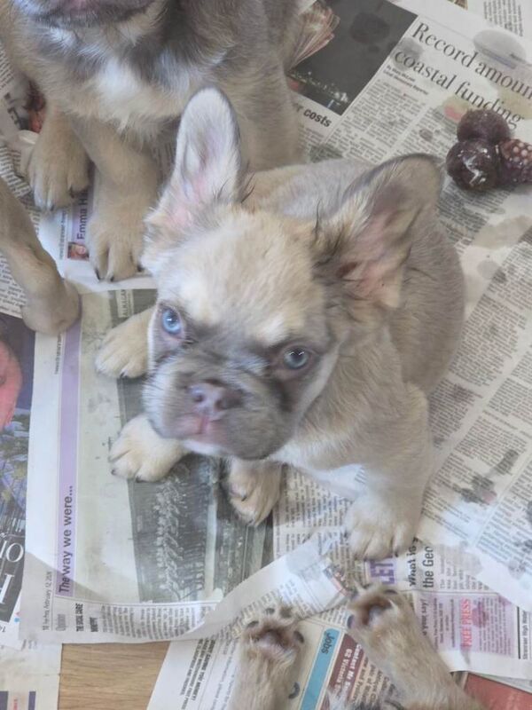 Stunning fluffy French bulldog pups