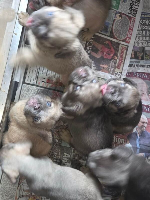 Stunning fluffy French bulldog pups - Image 2 of 4