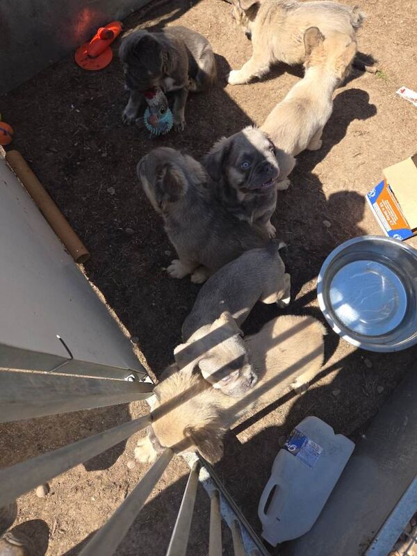 Stunning fluffy French bulldog pups - Image 3 of 4