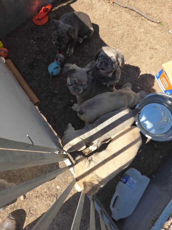 Stunning fluffy French bulldog pups - Image 4 of 4