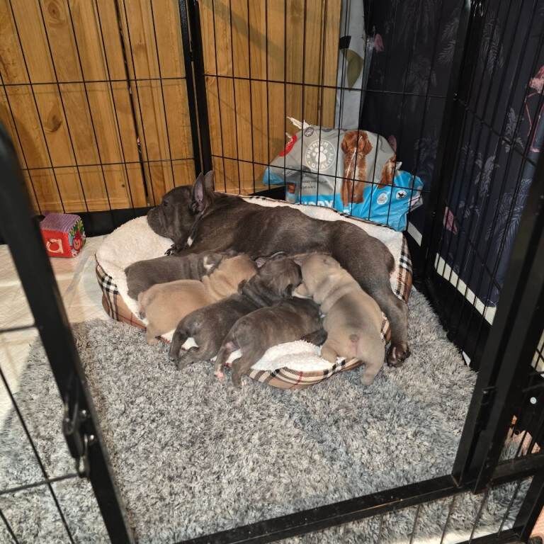 Stunning French bulldog puppies