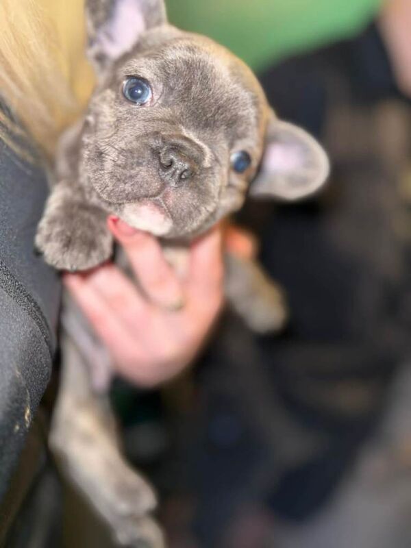 Stunning French bulldog puppies - Image 2 of 5