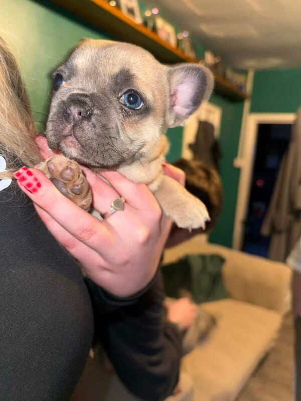Stunning French bulldog puppies - Image 3 of 5