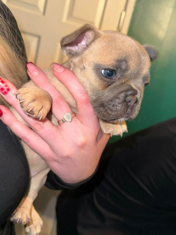Stunning French bulldog puppies - Image 4 of 5