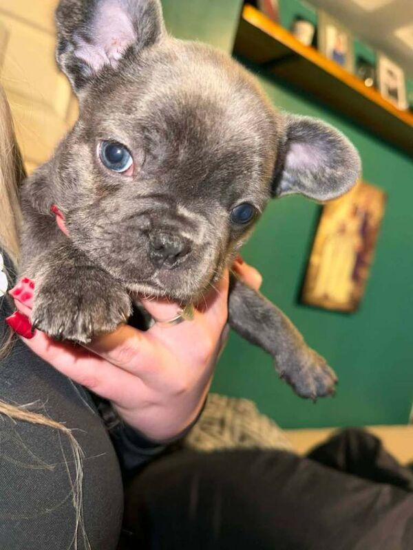 Stunning French bulldog puppies - Image 5 of 5