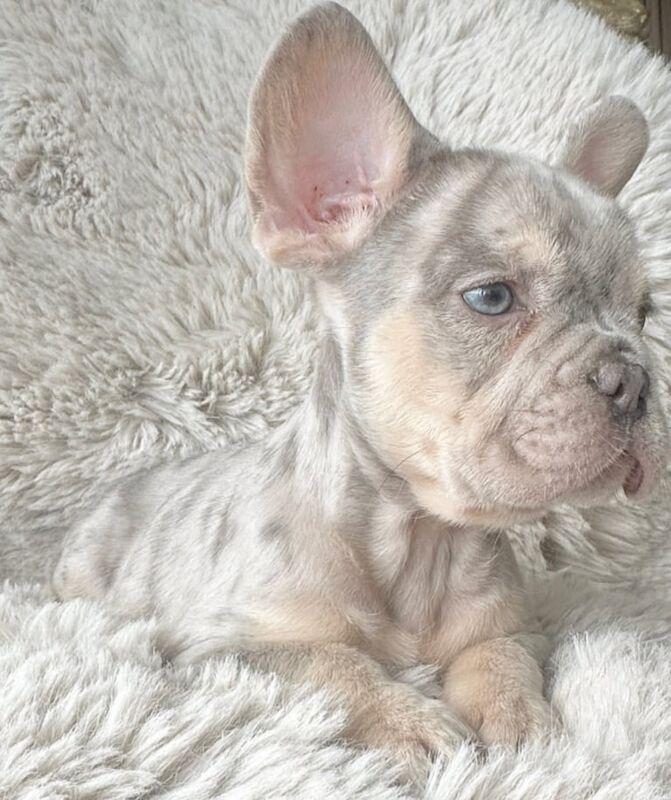 French Bulldog puppies for sale in Brighton, East Sussex – 7 weeks old