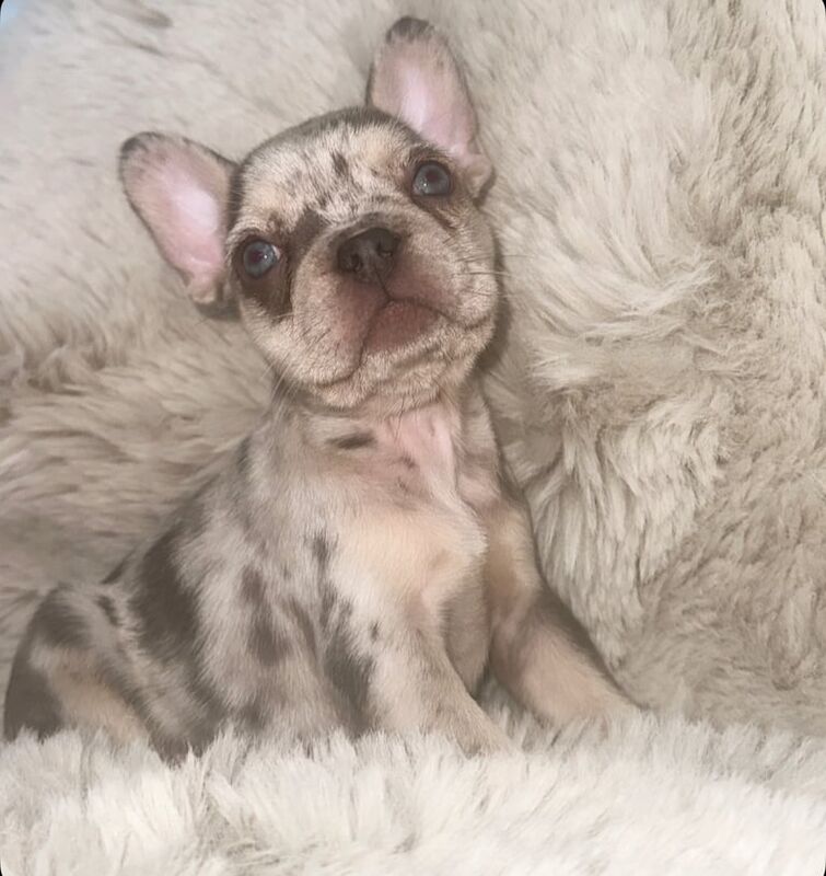 French Bulldog puppies for sale in Brighton, East Sussex – 7 weeks old - Image 2 of 3