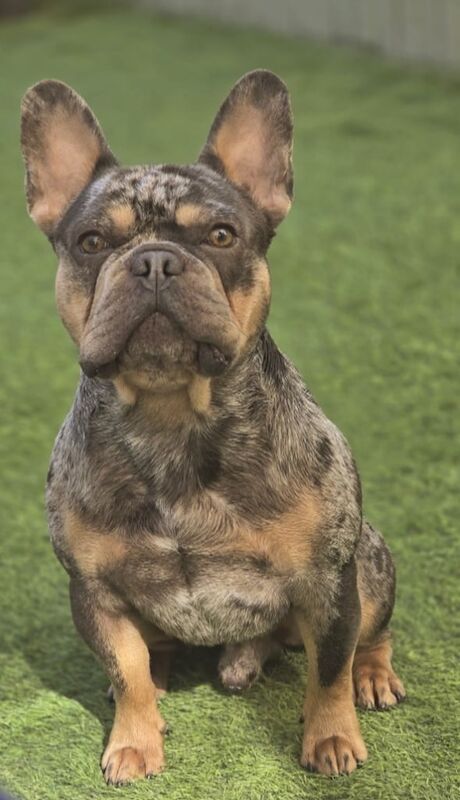 French Bulldog puppies for sale in Brighton, East Sussex – 7 weeks old - Image 3 of 3