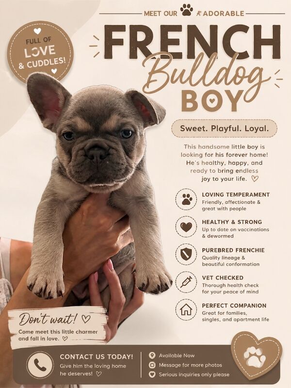 Stunning French Bulldog Puppies Available. - Image 2 of 6