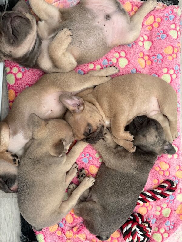 Stunning French Bulldog Puppies Available. - Image 6 of 6